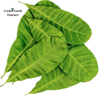 300+ Cashew Leaves for Healthy Living,Dried Cashew Leaves (Anacardium occidentale)