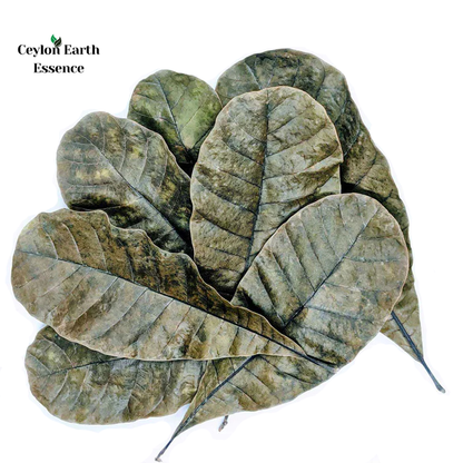 300+ Cashew Leaves for Healthy Living,Dried Cashew Leaves (Anacardium occidentale)