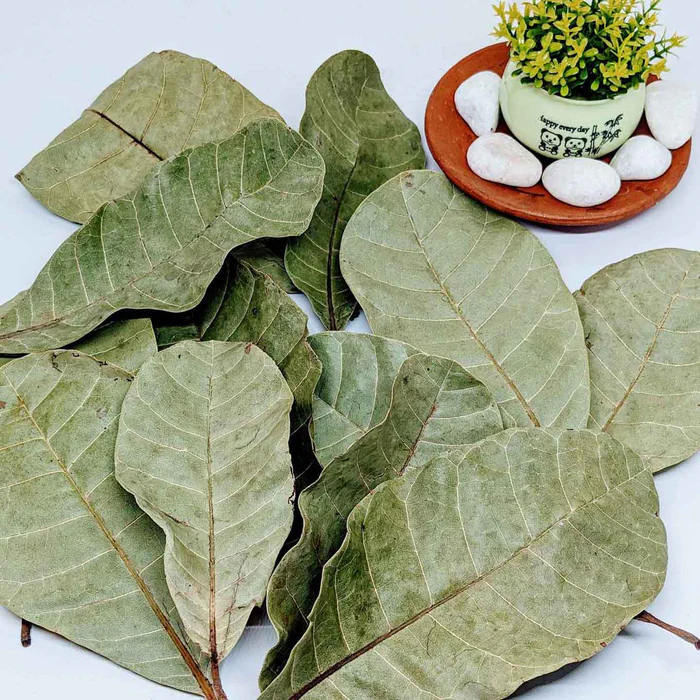 300+ Cashew Leaves for Healthy Living,Dried Cashew Leaves (Anacardium occidentale)