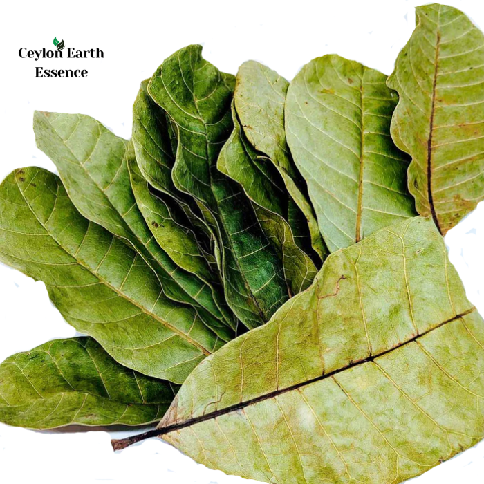 300+ Cashew Leaves for Healthy Living,Dried Cashew Leaves (Anacardium occidentale)