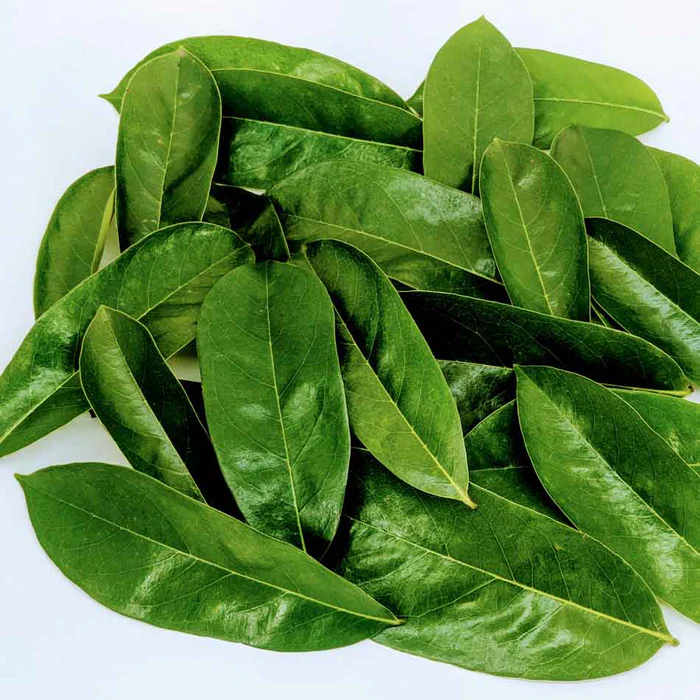 Sale   Dried Soursop Leaves | 100% Natural & Organic Annona Muricata | Perfect for Tea