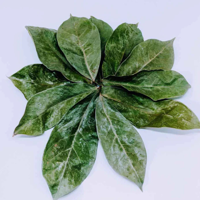 Sale   Dried Soursop Leaves | 100% Natural & Organic Annona Muricata | Perfect for Tea