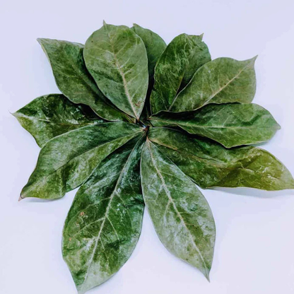 Sale   Dried Soursop Leaves | 100% Natural & Organic Annona Muricata | Perfect for Tea